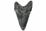 Fossil Megalodon Tooth - South Carolina #306253-1